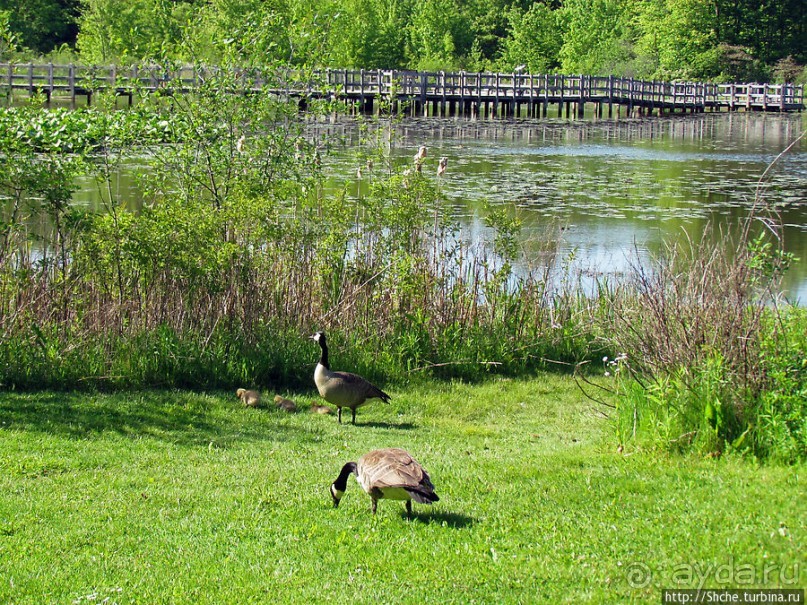 Знакомьтесь — дикие канадские гуси