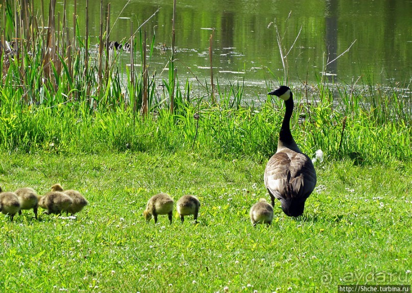 Знакомьтесь — дикие канадские гуси