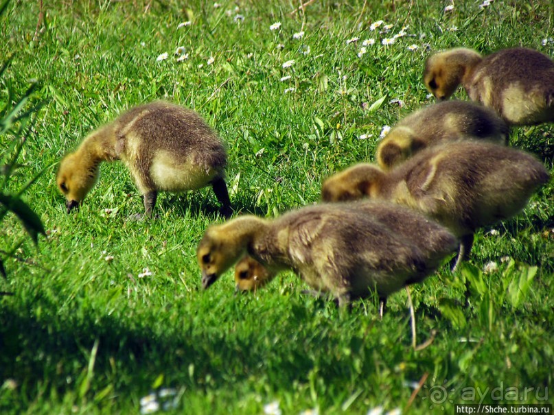 Знакомьтесь — дикие канадские гуси