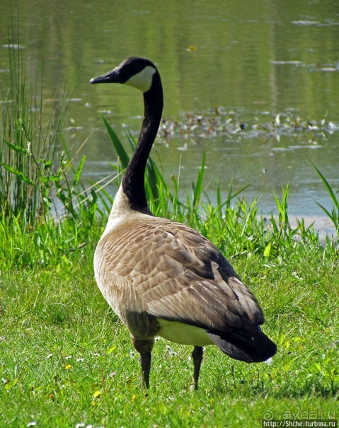 Знакомьтесь — дикие канадские гуси