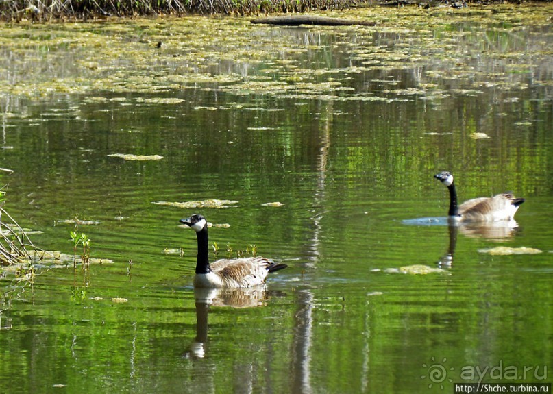 Знакомьтесь — дикие канадские гуси