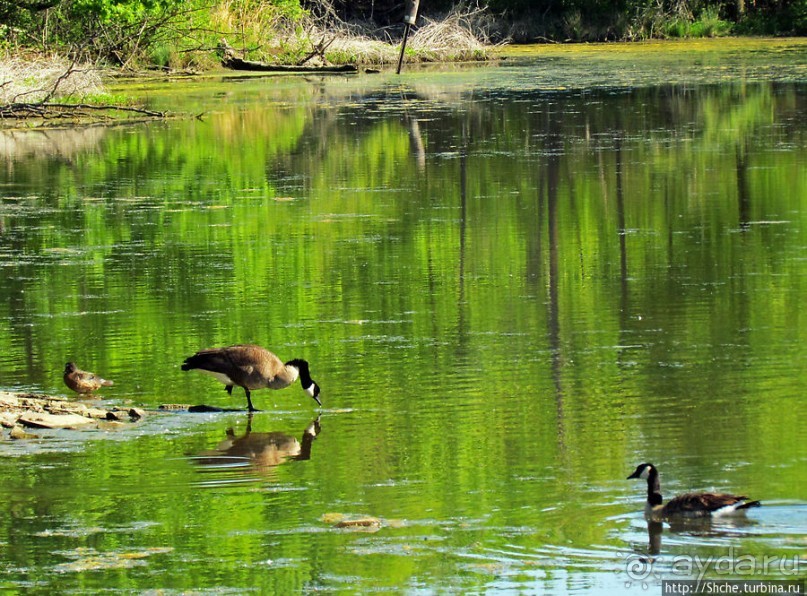 Знакомьтесь — дикие канадские гуси
