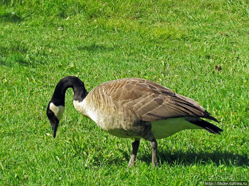 Знакомьтесь — дикие канадские гуси
