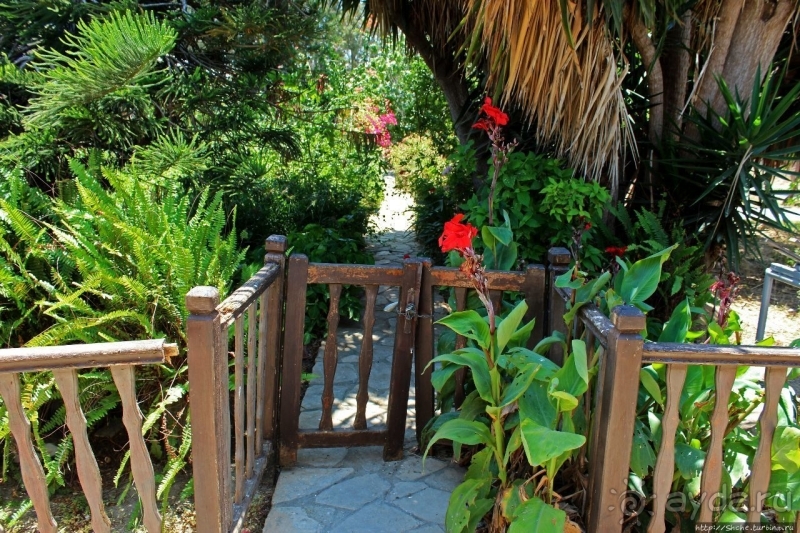 Общепризнанная суверенная территория... кошек на Кипре