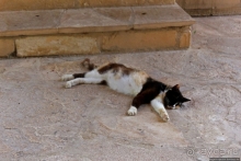 Общепризнанная суверенная территория... кошек на Кипре