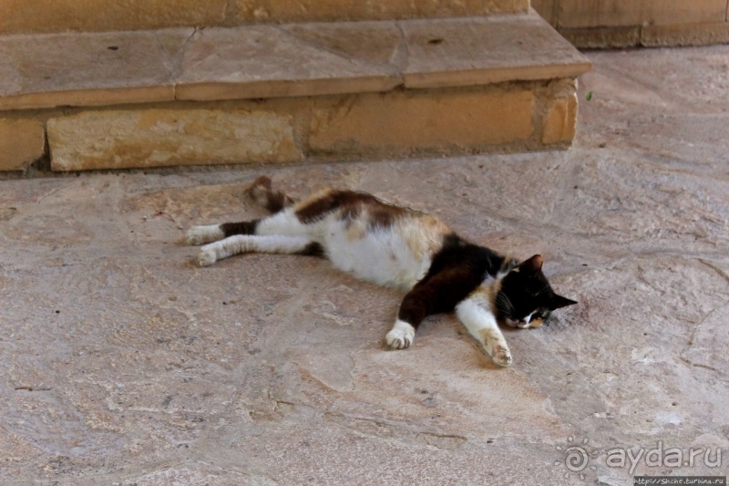 Общепризнанная суверенная территория... кошек на Кипре