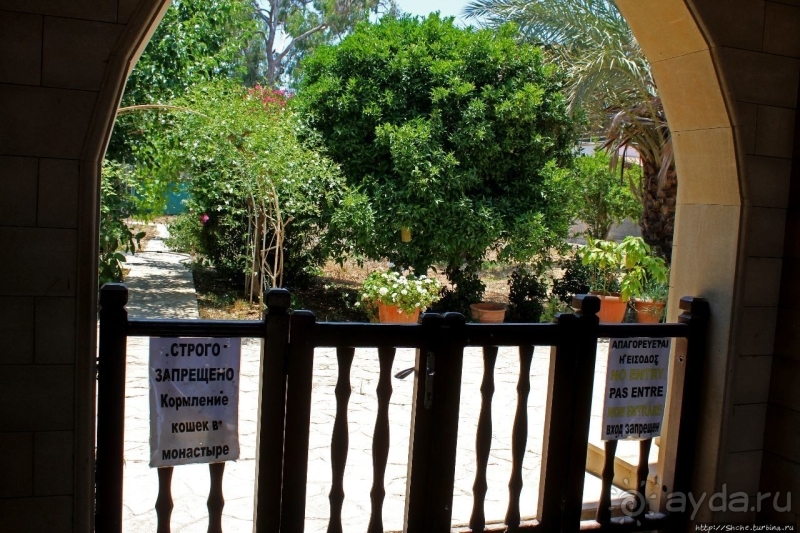 Общепризнанная суверенная территория... кошек на Кипре