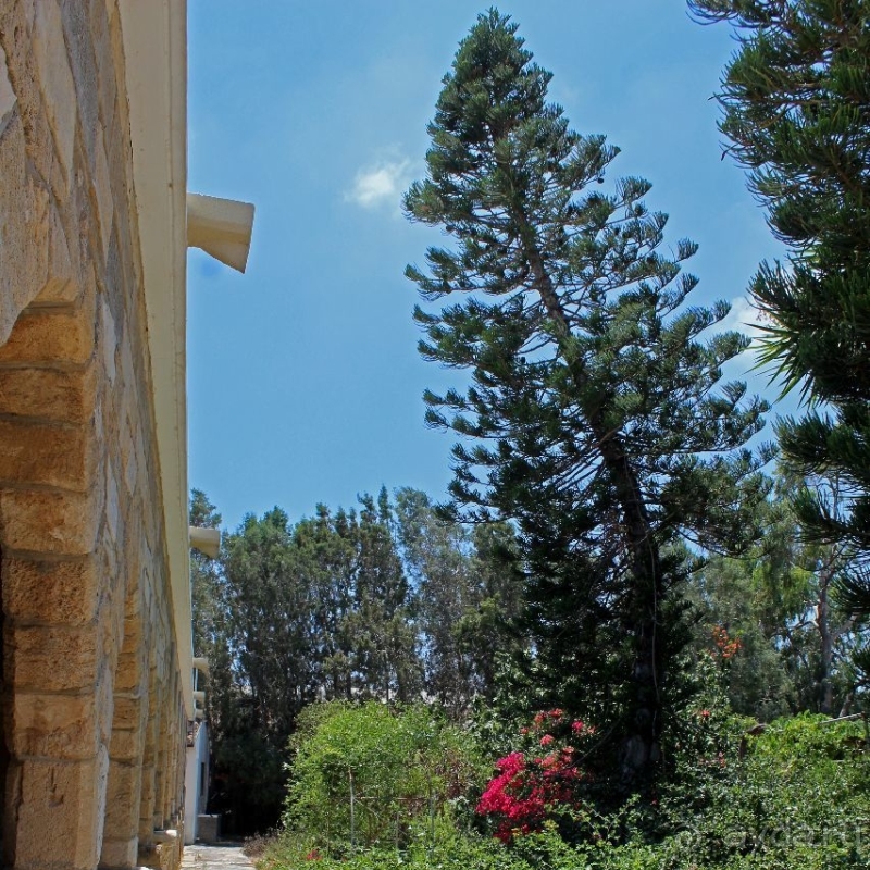 Общепризнанная суверенная территория... кошек на Кипре