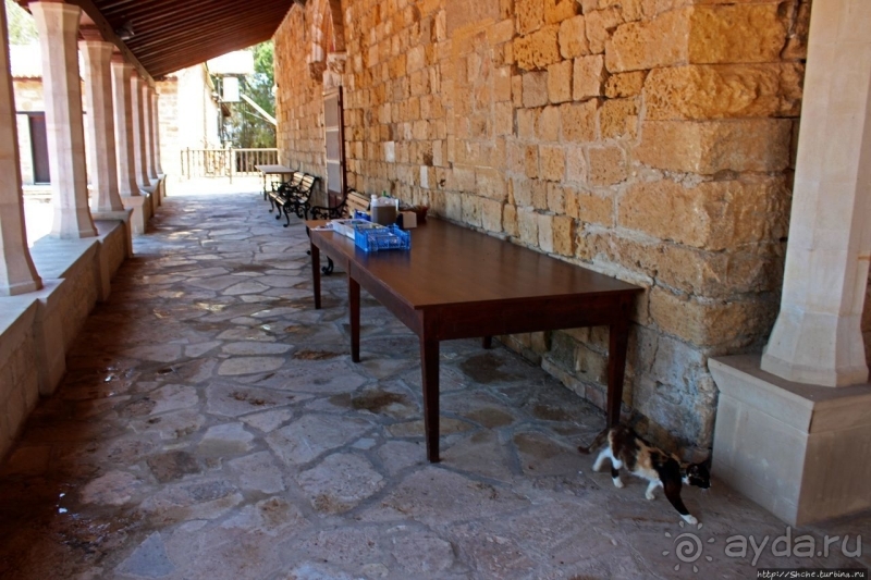 Общепризнанная суверенная территория... кошек на Кипре