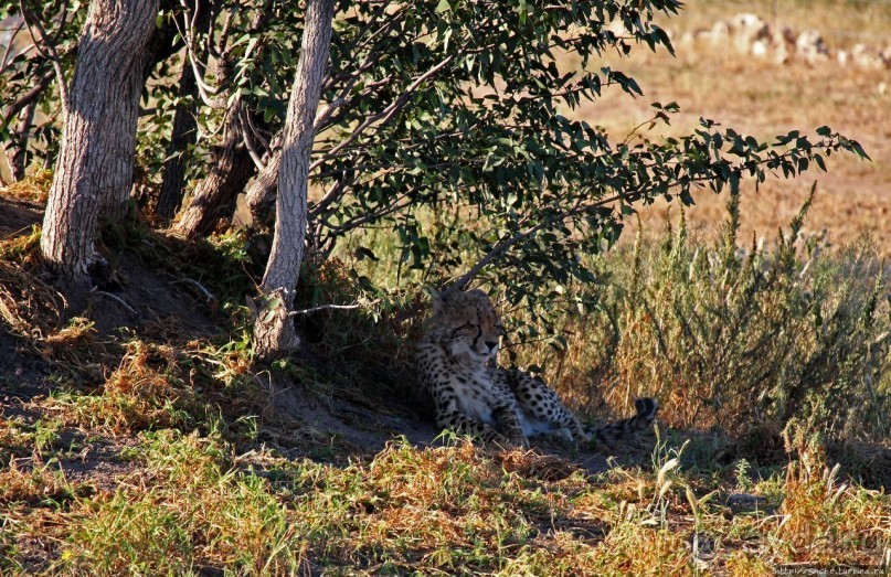 Кормление неприрученных гепардов перед закатом