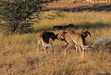Альбом отзыва "Кормление неприрученных гепардов перед закатом"