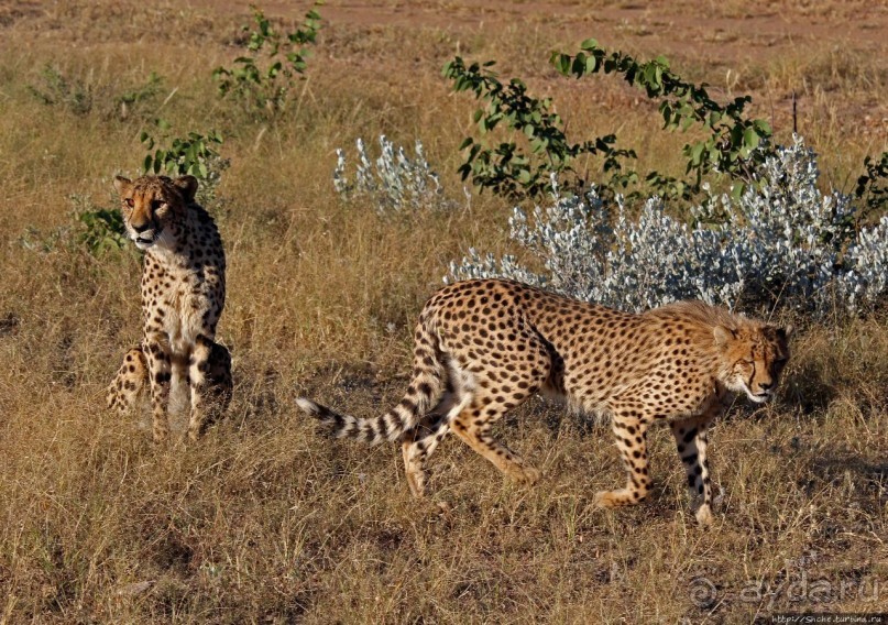 Кормление неприрученных гепардов перед закатом