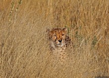 Альбом отзыва "Кормление неприрученных гепардов перед закатом"