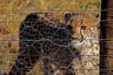 Альбом отзыва "Кормление неприрученных гепардов перед закатом"