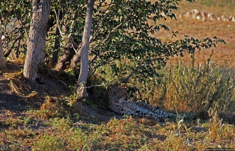 Кормление неприрученных гепардов перед закатом