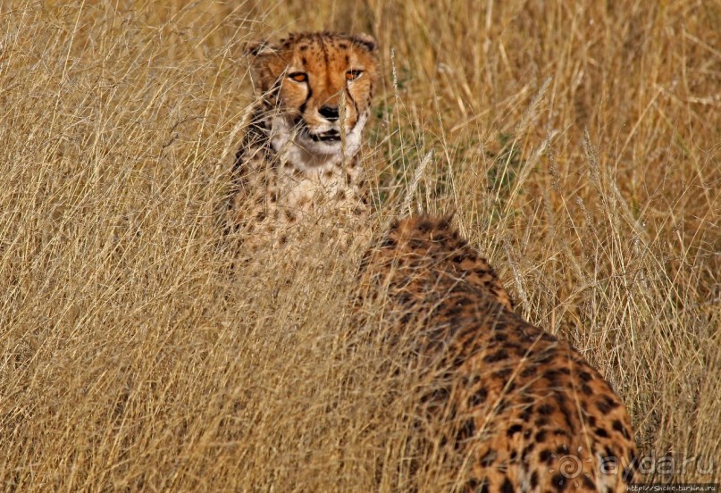 Альбом отзыва "Кормление неприрученных гепардов перед закатом"