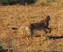 Альбом отзыва "Кормление неприрученных гепардов перед закатом"