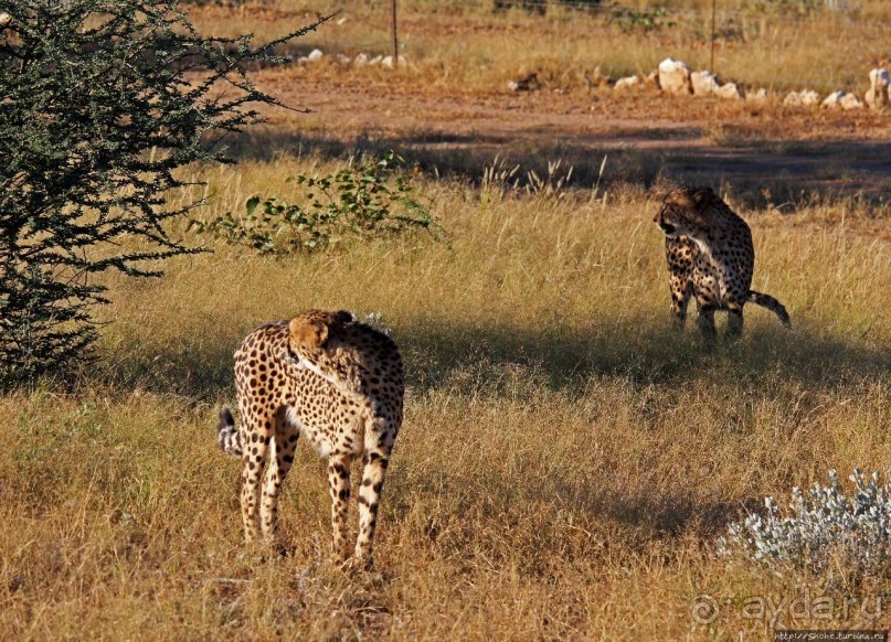Альбом отзыва "Кормление неприрученных гепардов перед закатом"