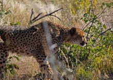 Альбом отзыва "Кормление неприрученных гепардов перед закатом"