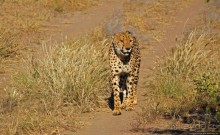 Альбом отзыва "Кормление неприрученных гепардов перед закатом"