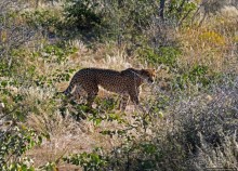 Альбом отзыва "Кормление неприрученных гепардов перед закатом"