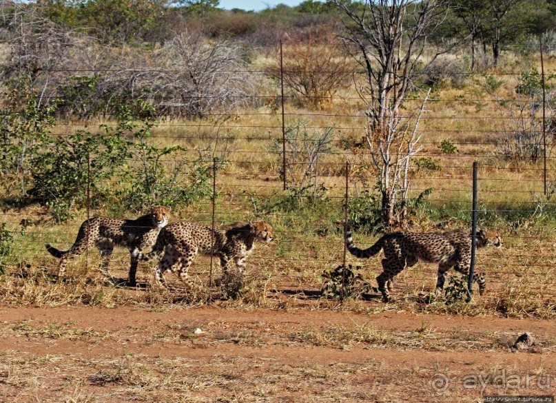 Альбом отзыва "Кормление неприрученных гепардов перед закатом"