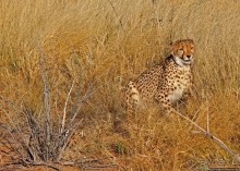 Альбом отзыва "Кормление неприрученных гепардов перед закатом"