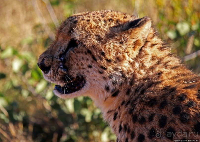 Альбом отзыва "Кормление неприрученных гепардов перед закатом"