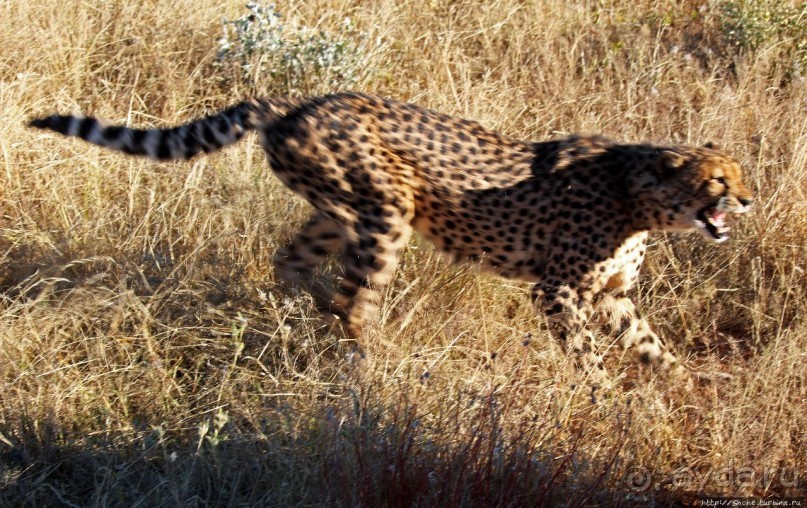 Альбом отзыва "Кормление неприрученных гепардов перед закатом"