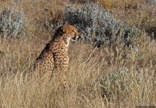 Альбом отзыва "Кормление неприрученных гепардов перед закатом"