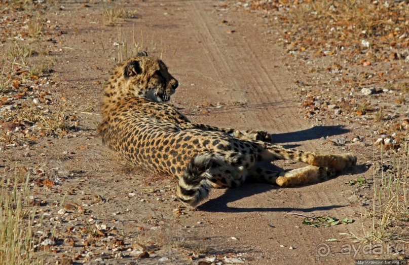 Альбом отзыва "Кормление неприрученных гепардов перед закатом"