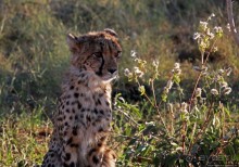 Альбом отзыва "Кормление неприрученных гепардов перед закатом"