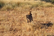 Альбом отзыва "Кормление неприрученных гепардов перед закатом"