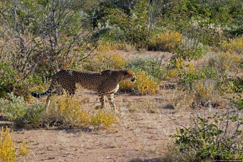 Кормление неприрученных гепардов перед закатом