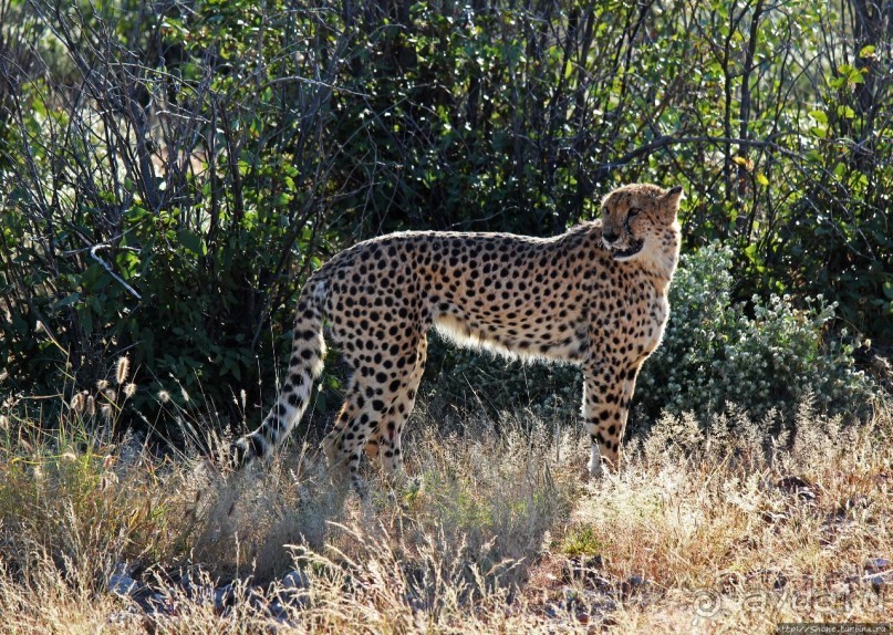 Кормление неприрученных гепардов перед закатом