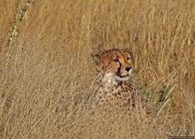 Альбом отзыва "Кормление неприрученных гепардов перед закатом"