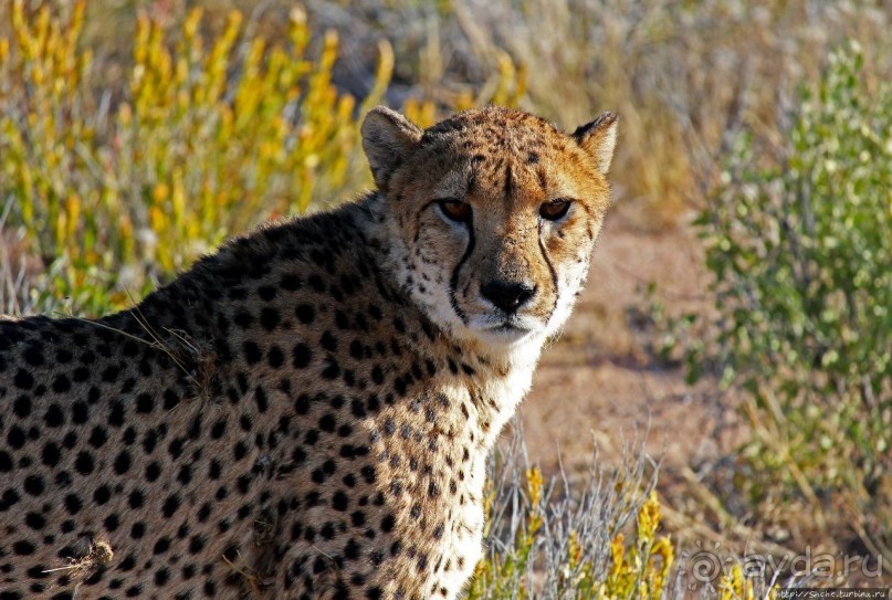 Альбом отзыва "Кормление неприрученных гепардов перед закатом"