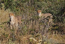 Кормление неприрученных гепардов перед закатом