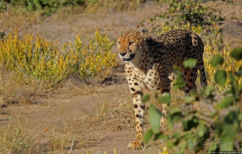 Альбом отзыва "Кормление неприрученных гепардов перед закатом"