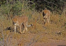 Альбом отзыва "Кормление неприрученных гепардов перед закатом"