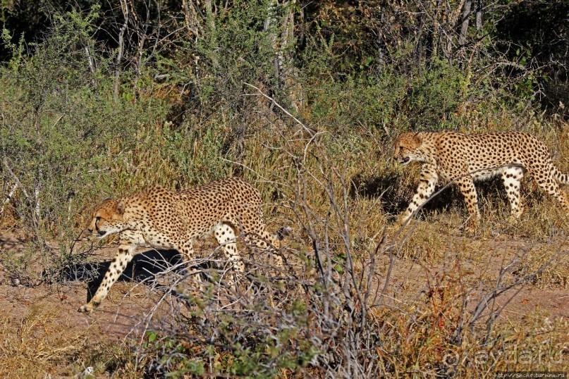 Кормление неприрученных гепардов перед закатом