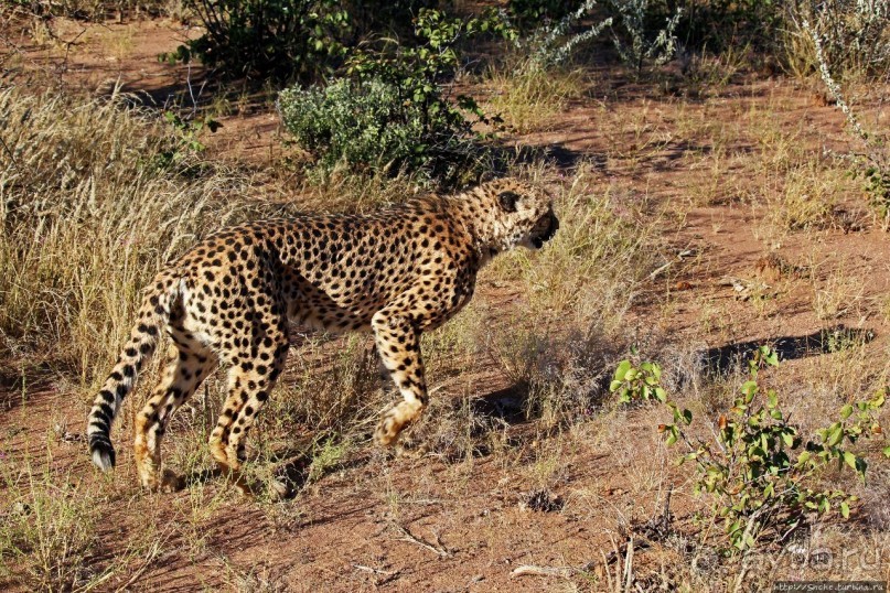 Альбом отзыва "Кормление неприрученных гепардов перед закатом"