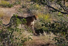 Альбом отзыва "Кормление неприрученных гепардов перед закатом"