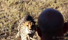 Альбом отзыва "Кормление неприрученных гепардов перед закатом"