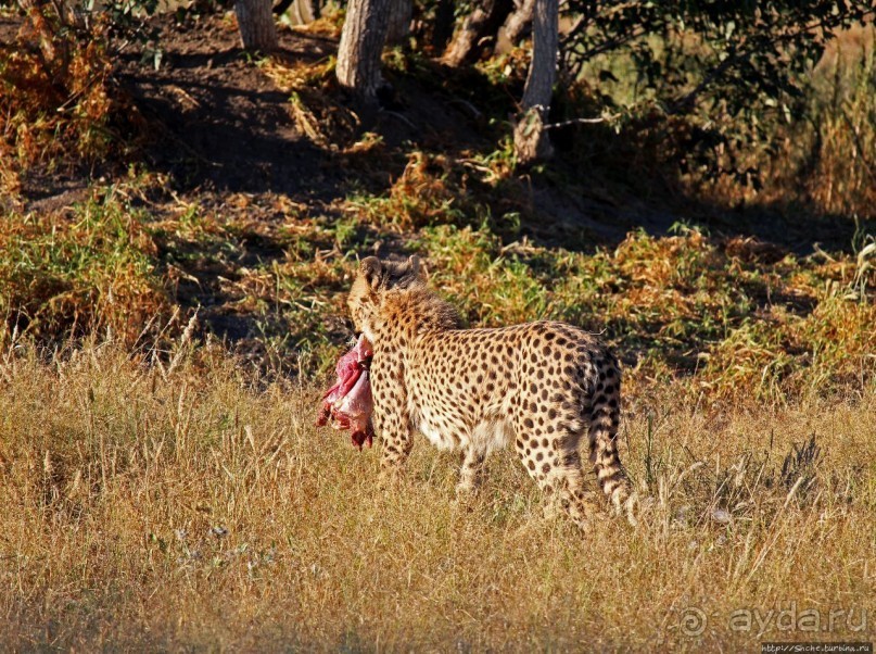 Альбом отзыва "Кормление неприрученных гепардов перед закатом"