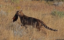 Кормление неприрученных гепардов перед закатом