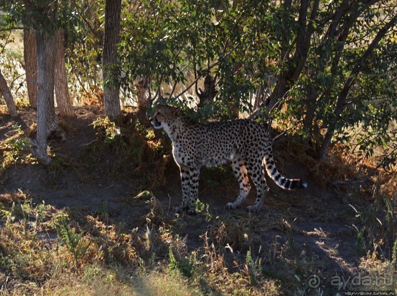 Кормление неприрученных гепардов перед закатом