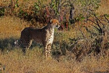 Альбом отзыва "Кормление неприрученных гепардов перед закатом"