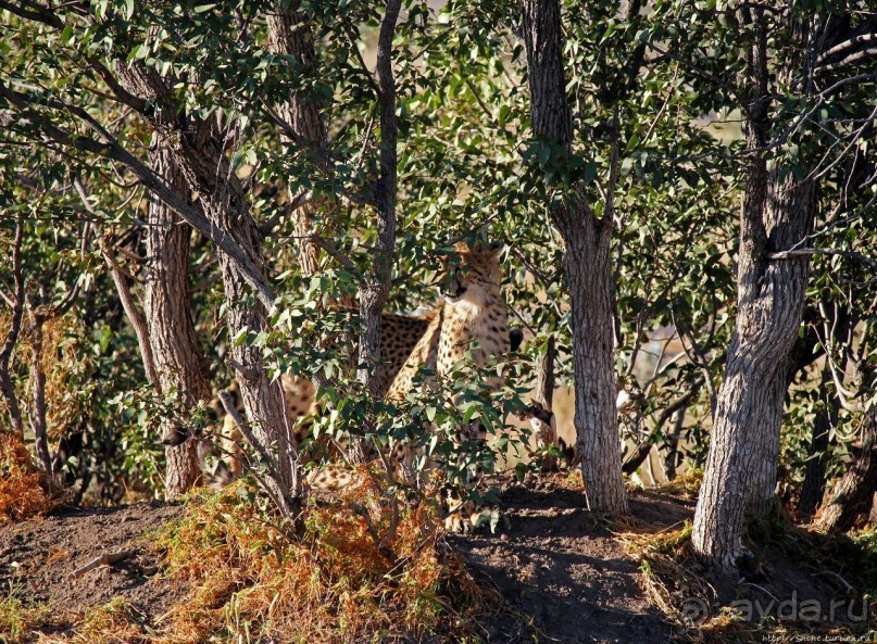 Альбом отзыва "Кормление неприрученных гепардов перед закатом"