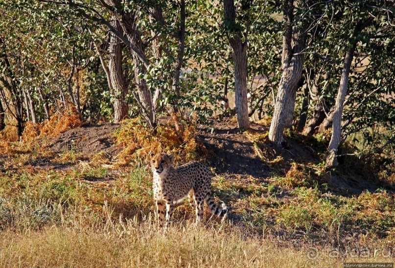 Кормление неприрученных гепардов перед закатом